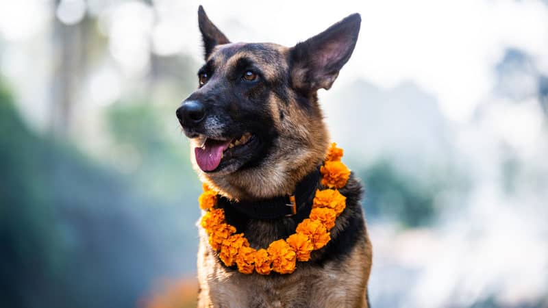 Mutts Image