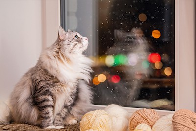 Cat looking wistfully outside at night