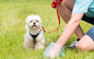 man picking up dog poop while small fluffy dog looks on. Dog Poop Bag Pushback Image