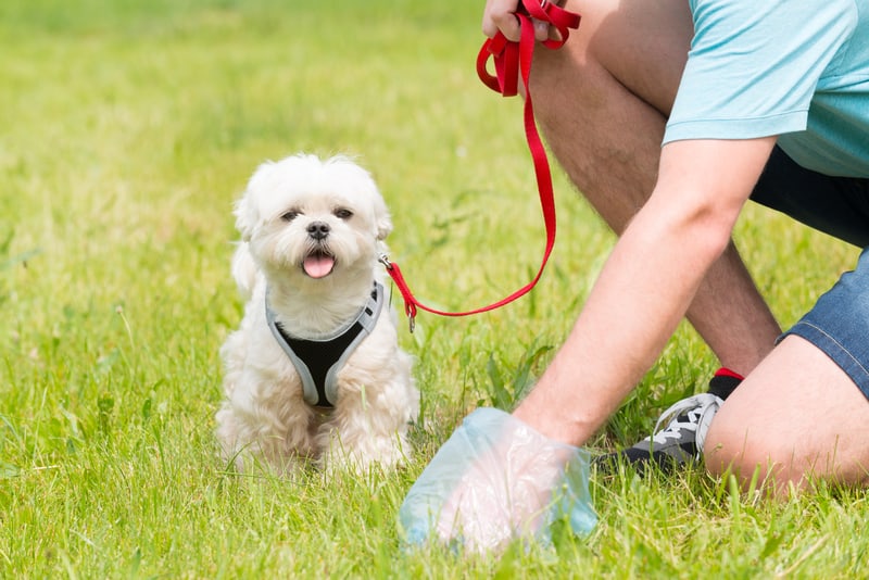 man picking up dog poop while small fluffy dog looks on. Dog Poop Bag Pushback