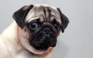 A frightened pug dog, for tips and calming a scared dog Image