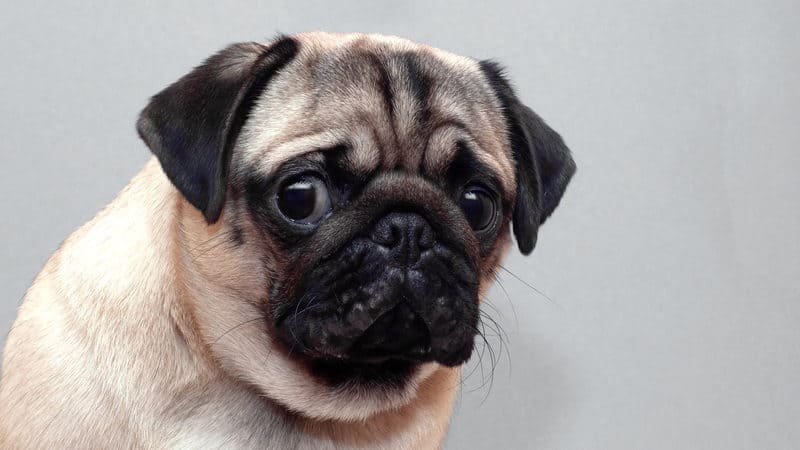 A frightened pug dog, for tips and calming a scared dog Image