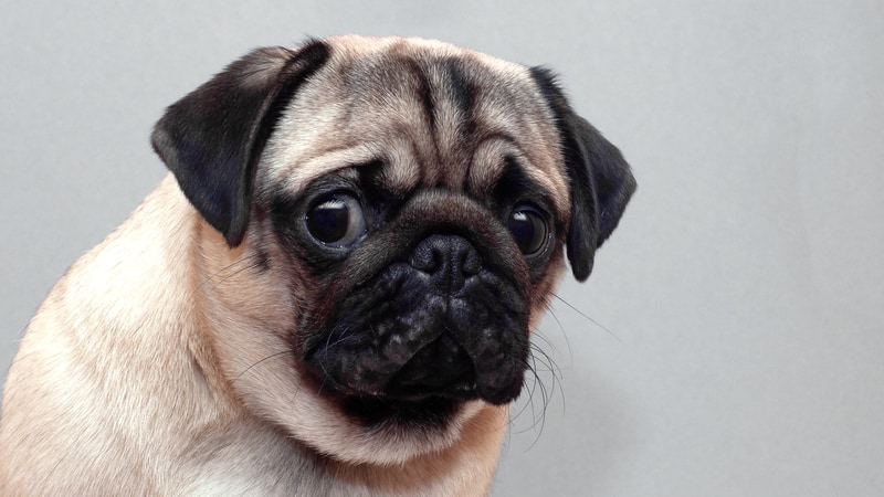 A frightened pug dog, for tips and calming a scared dog