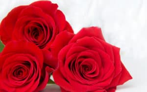 Three red roses: Roses and remembering Mother's Day Image
