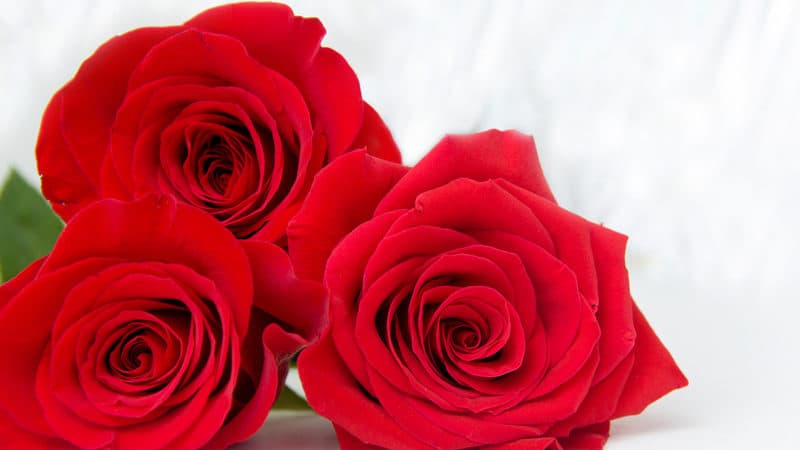 Three red roses: Roses and remembering Mother's Day Image