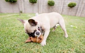 Two dogs playing, illustrating a mounting problem and dog language Image