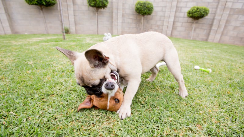 Two dogs playing, illustrating a mounting problem and dog language