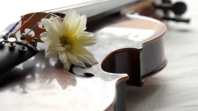 Flowers on violin