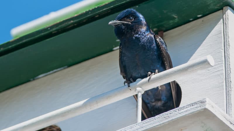 Purple Martins in a birdhouse Image
