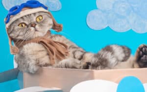 Cat dressed like an aviator in a pretend airplane, for 