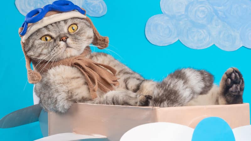 Cat dressed like an aviator in a pretend airplane, for