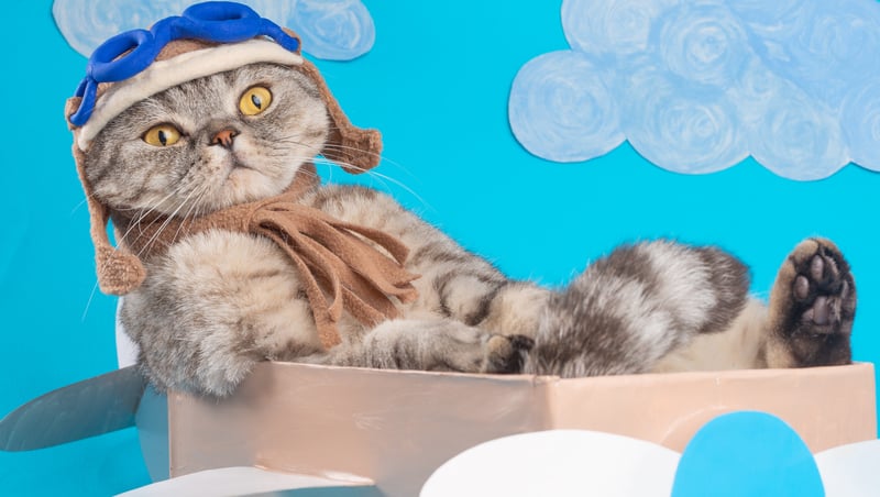 Cat dressed like an aviator in a pretend airplane, for "flying with pets in the summer"