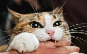 a cat biting someone's hands for article on Correcting a Cat’s Love Bites Image