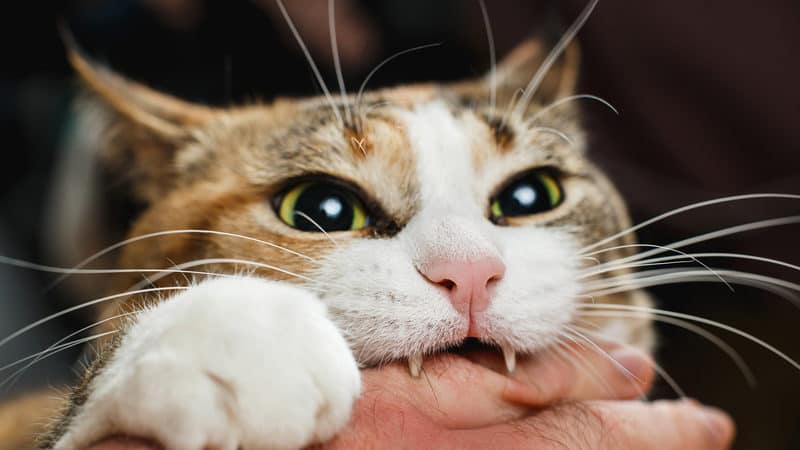 a cat biting someone's hands for article on Correcting a Cat’s Love Bites Image