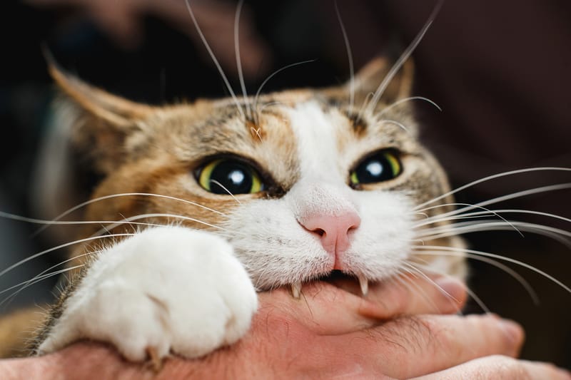a cat biting someone's hands for article on Correcting a Cat’s Love Bites