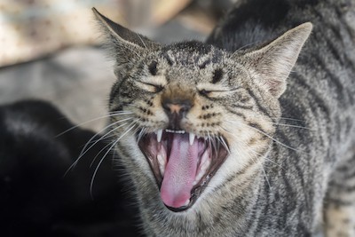 Meowing gray tabby cat