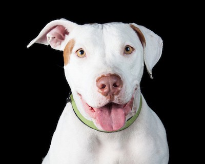 Friendly white passive pit bull terrier