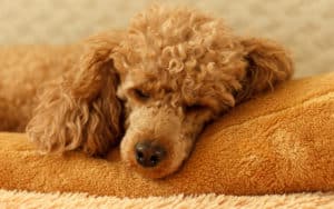 Sad miniature poodle on dog bed, for Sad dog grieves dog pal's death Image