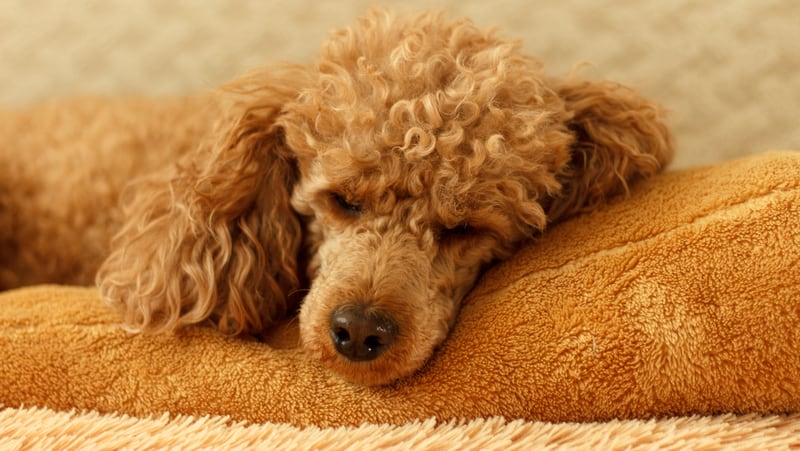 Sad miniature poodle on dog bed, for Sad dog grieves dog pal's death