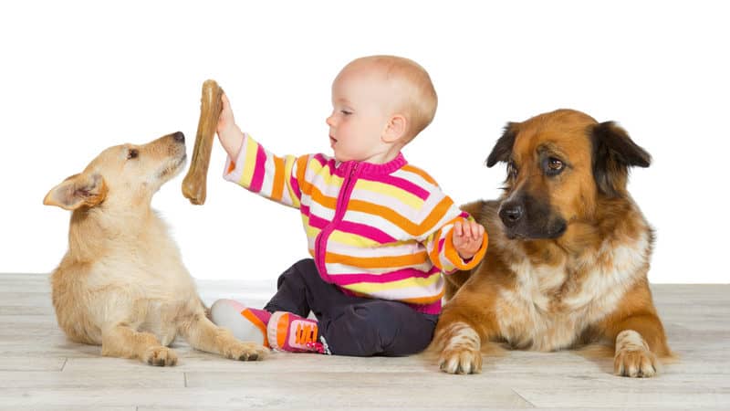 two dogs and a baby - martina osmy dreamstime Image