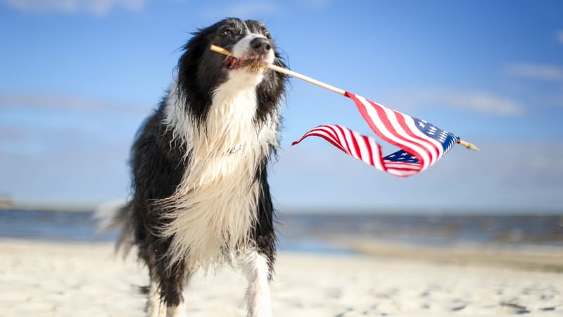 4th of July Dog