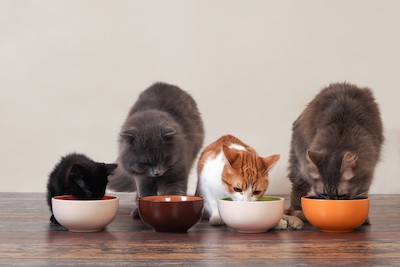 Sad cats eating indoors for article on feeding cats in a multi-cat household