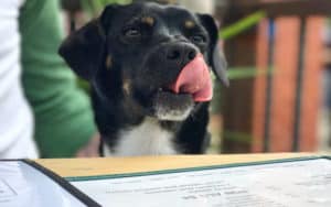 Pink unicorn I mean dog at a restaurant Image