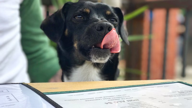 Pink unicorn I mean dog at a restaurant