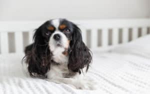Cavalier King Charles Spaniel in bed for article on anxious dog has peeing problems after toddler visits Image