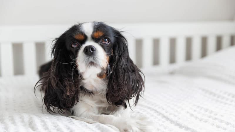 Cavalier King Charles Spaniel in bed for article on anxious dog has peeing problems after toddler visits Image