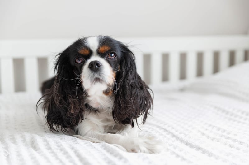 Cavalier King Charles Spaniel in bed for article on anxious dog has peeing problems after toddler visits