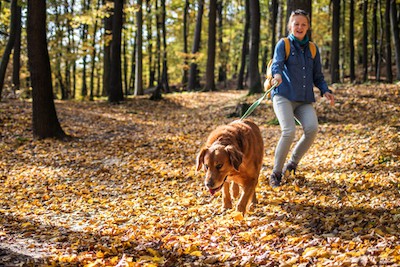 dog pulling on leash in autumn forest. Photo by zbynek pospisil dreamstime