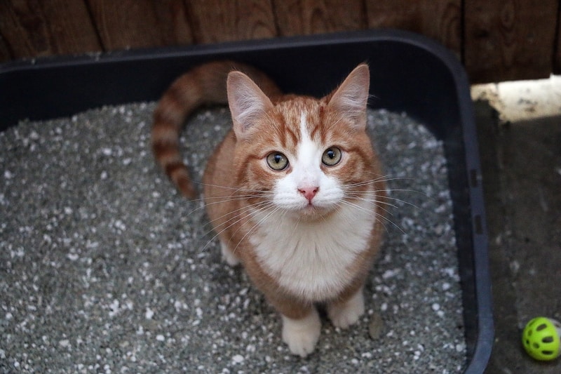 Kitten in litter box