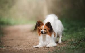 Papillon dog in a forest. Credit Annaav, Dreamstime. For Overprotective Rescue Dog Remedies Image