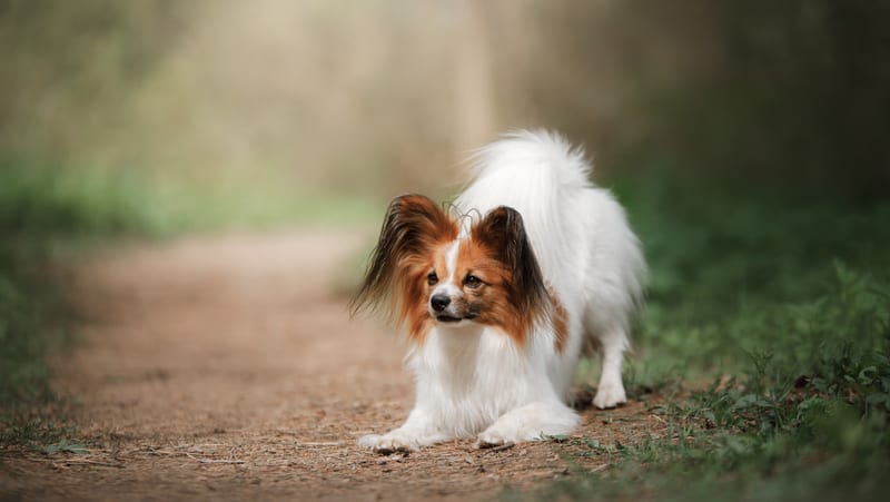 Papillon dog in a forest. Credit Annaav, Dreamstime. For Overprotective Rescue Dog Remedies