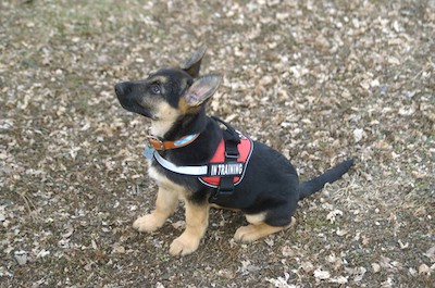 German shepherd puppy in training. Credit Dale Stork, Dreamstime