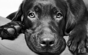Sad Labrador dog for article on Clipping a skittish dog’s nails Image