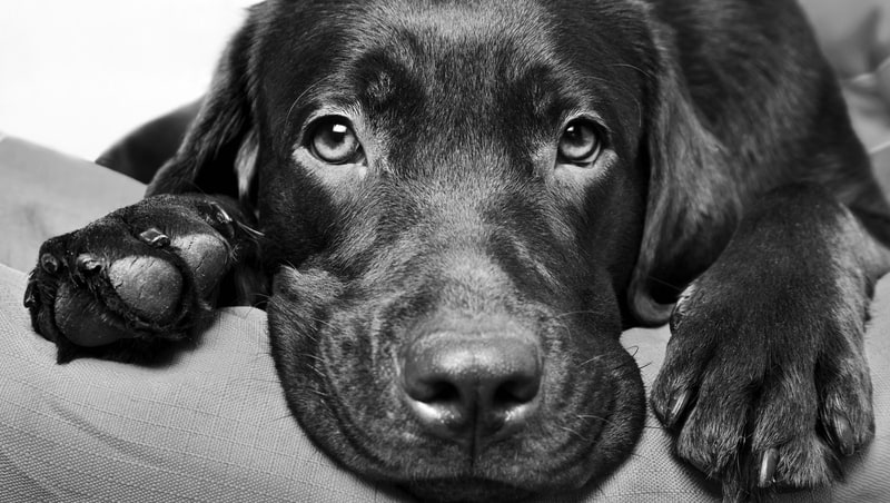 Sad Labrador dog for article on Clipping a skittish dog’s nails