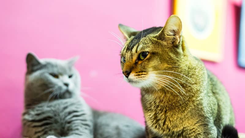 Two angry cats illustrating article: Cats spats in the house Image