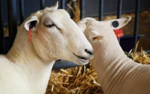 County fair sheep I mean Image