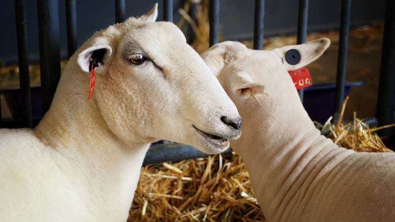 County fair sheep I mean