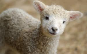 Lamb loves Black Violin Image