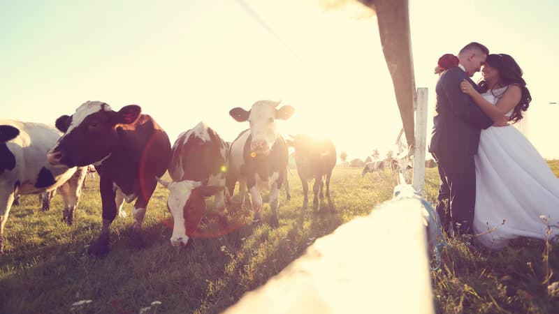 Wedding livestock guests Image