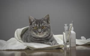 Sick cat in vet's office, credit Anna Nikonorova Dreamstime. For article, Receipts can poison your pet Image