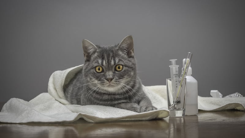 Sick cat in vet's office, credit Anna Nikonorova Dreamstime. For article, Receipts can poison your pet