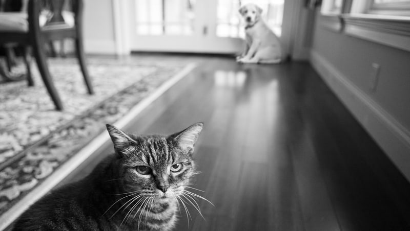 An unhappy cat and an intimidated dog. For article, when the grand-dogs come to visit. Diane Diederich Dreamstime