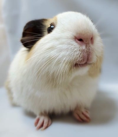 Willow the Guinea pig