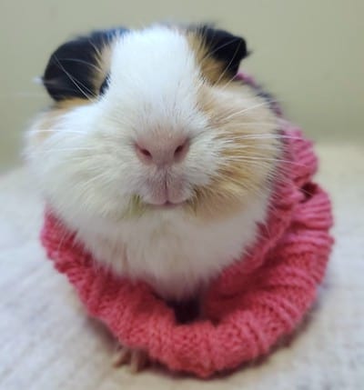 Willow the guinea pig in a sweater