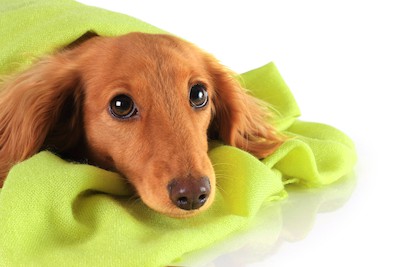 cuddly dog, credit Barbara Helgason Dreamstime