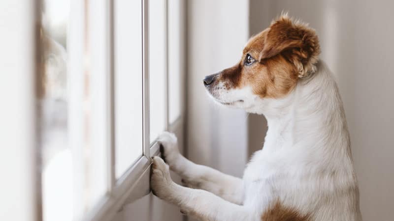 cute small dog at a window, credit Eva Blanco, dreamstime. For article, Advice on controlling barking dogs, Part 2 Image